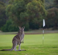 Anglesea Golf Club - Travel Agents