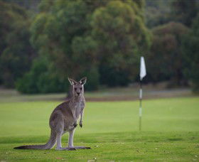 Anglesea Golf Club - Tourism Guide 0