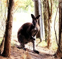 Great Ocean Road Wildlife Park - Tourism Guide