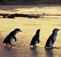 Phillip Island Nature Park - Tourism Guide
