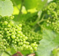 Waratah Hills Vineyard - Tourism Guide