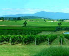 Acacia Ridge Vineyard - Tourism Guide 0