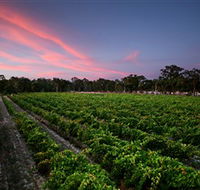 Amherst Winery - Cruises Travel