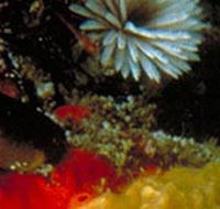 Point Cooke Marine Sanctuary - Tourism Guide