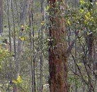 Heathcote-Graytown National Park - Tourism Guide