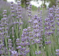 Warratina Lavender Farm - Travel Agents