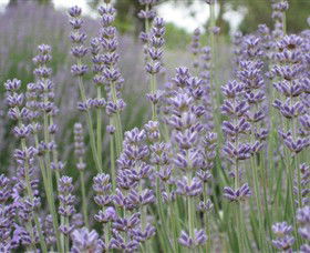 Warratina Lavender Farm - Travel Agents 0