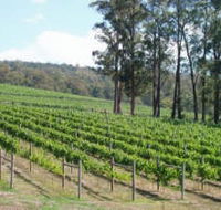 Piedmont Vineyard - Tourism Guide