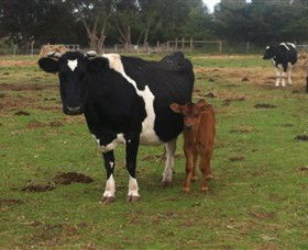 Animal Land Children's Farm - Tourism Guide 0