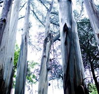 Dandenong Ranges National Park - Tourism Guide
