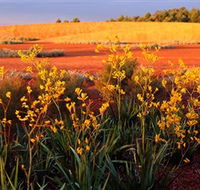 Royal Botanic Gardens Victoria Cranbourne - Tourism Guide