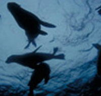 The Arches Marine Sanctuary - Tourism Guide
