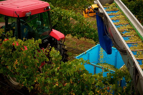 GREENSTONE VINEYARDS - Tourism Guide 3