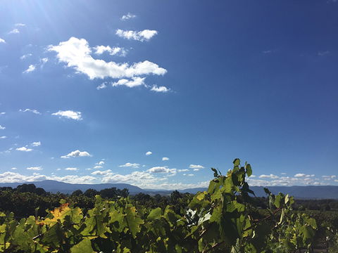 GREENSTONE VINEYARDS - Tourism Guide 5