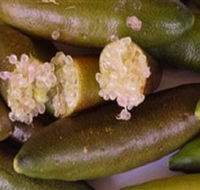 Sandy Creek Olives and Finger Limes - Tourism Guide
