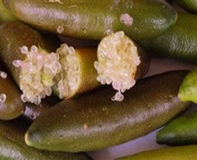 Sandy Creek Olives And Finger Limes - Tourism Guide 0