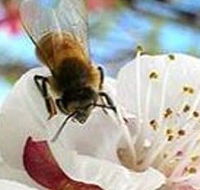 Clayridge Honey - Tourism Guide