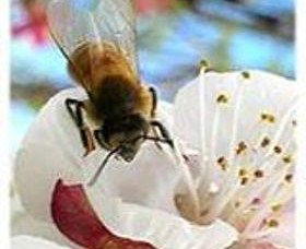 Clayridge Honey - Tourism Guide 0