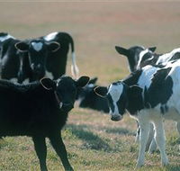 Bodalla Dairy Cheese Factory - Tourism Guide