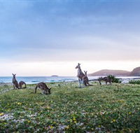 Pebbly Beach - Tourism Guide