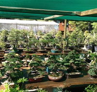 Bonsai at the Bay - Tourism Guide