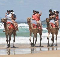 Camel Rides with Coffs Coast Camels - Tourism Guide