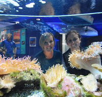 Solitary Islands Aquarium - Tourism Guide
