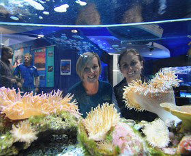 Solitary Islands Aquarium - Tourism Guide 0