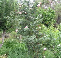 Tombstone Estate Vineyard - Travel Agents