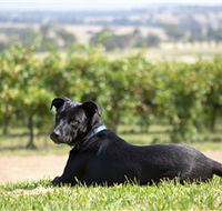 Moothi Estate Vineyard and Cellar Door - Tourism Guide