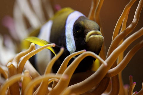 Solitary Islands Aquarium - Tourism Guide 1