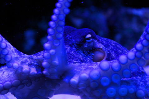 Solitary Islands Aquarium - Tourism Guide 2