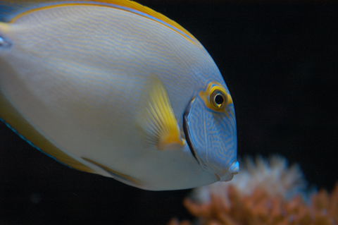 Solitary Islands Aquarium - Tourism Guide 3