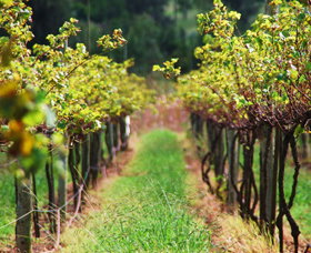 Fussy Grape Winery - Tourism Guide 2