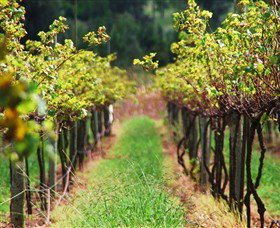 Fussy Grape Winery - Tourism Guide 1