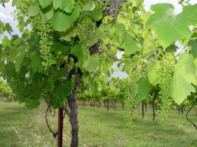 Holland Wines - Cruises Travel 0