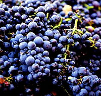 Nandroya Vineyard - Cruises Travel