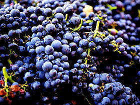 Nandroya Vineyard - Travel Search 0