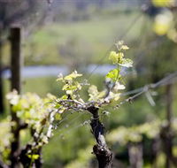 Stonier Wines - Cruises Travel