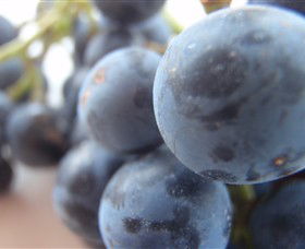 Cannibal Creek Vineyard - Tourism Guide 2