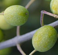 Montalto Vineyard and Olive Grove - Tourism Guide