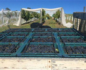 Three Willows Vineyard - Cruises Travel 1