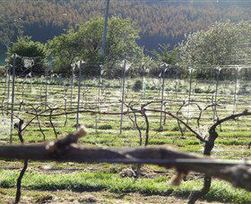 Three Willows Vineyard - Cruises Travel 0