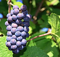 Tinderbox Vineyard - Cruises Travel