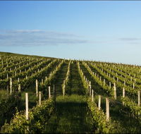 Delamere Vineyard - Cruises Travel