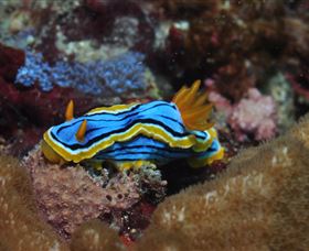 Coral Gardens Dive Site Mooloolaba - Cruises Travel 1