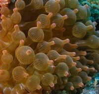 Coral Gardens Dive Site Mooloolaba - Tourism Guide