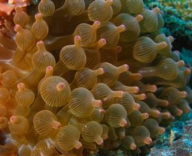 Coral Gardens Dive Site Mooloolaba - Cruises Travel 0