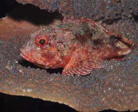 Coral Gardens Dive Site Mooloolaba - Cruises Travel 2