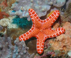 Coral Gardens Dive Site Mooloolaba - Cruises Travel 3